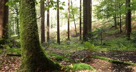 Magic forest fairytale Stock Footage 96217098