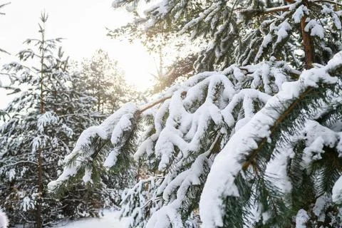 Magic forest fir tree branches with snow Stock Photos