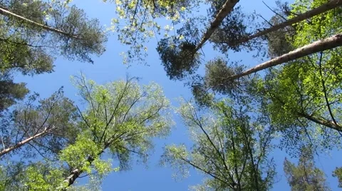 Magic forest Stock Footage