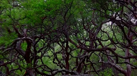 Magic Forest Stock Footage 36688106