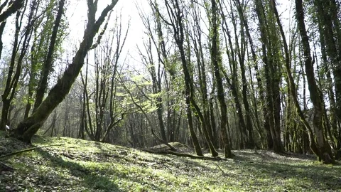 Magic forest Vidéo 74206668