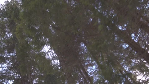 Magic forest Stock Footage 137640950