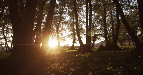 Magic forest at golden hour The setting sun illuminates trees plants and insects Stock Footage 139446429
