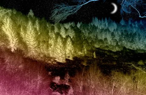 Magic forest Stock Illustration