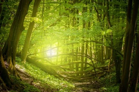 Magic forest light Stock Photos
