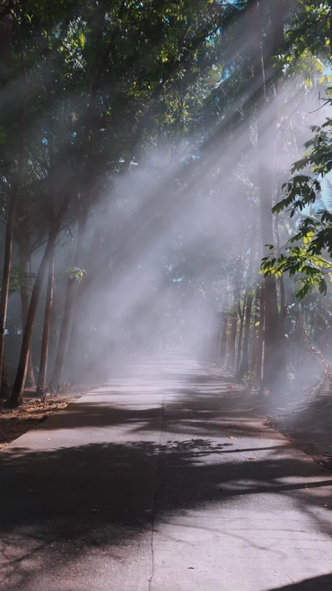 The magic forest in the morning Stock Footage 283560257