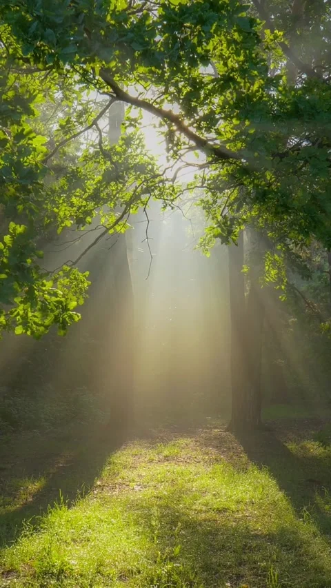 Magic forest in the morning. Sun rays emerging though the green tree branches Video stock 274550623