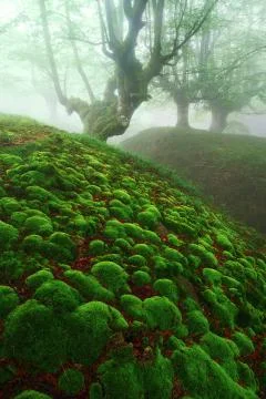 Magic forest with moss bubbles Stock Photos