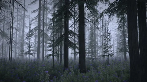 Magic Forest - Night Version Stock Footage 46841540