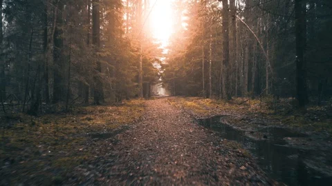 Magic forest path. Concept of nature, ecology, hiking, adventure, wilderness Stock Footage 128789900