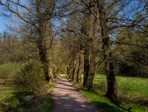 Magic forest path Fotos de archivo