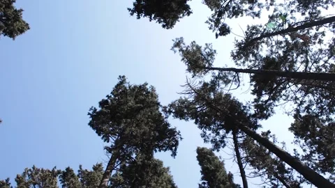 The Magic of the Forest, Peaceful Forest Landscape Stock Footage 279327939