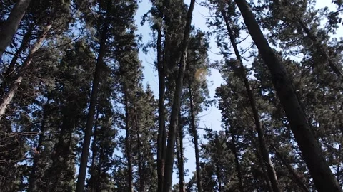 The Magic of the Forest, Peaceful Forest Landscape Stock Footage 279327998