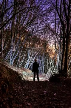 Magic forest Stock-Fotos