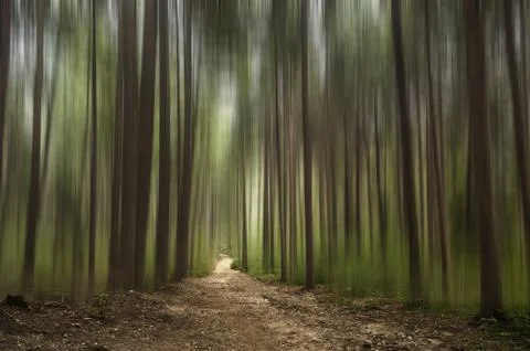 Magic forest Stock Photos