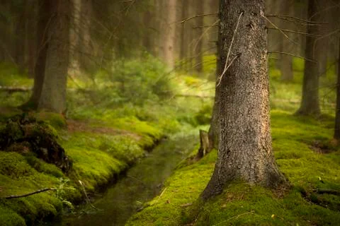 Magic forest Stock Photos