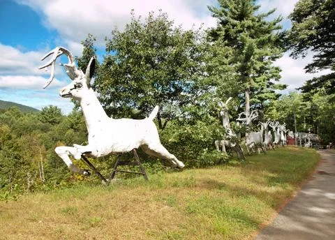 The Magic Forest Stock Photos