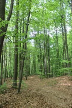 Magic forest Stock Photos