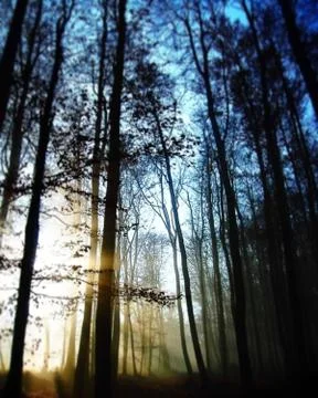 Magic forest Foto stock