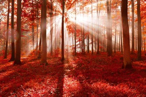 Magic forest Stock Photos