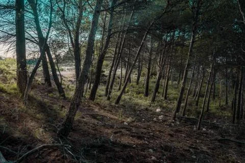 Magic Forest Stock Photos