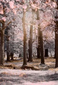 Magic forest Stock Photos