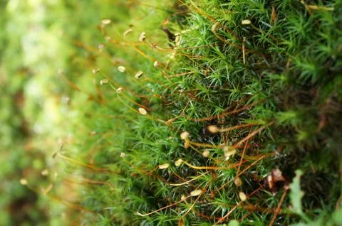 Magic forest Stock Photos