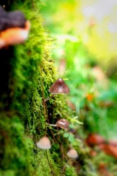 Magic forest Stock Photos