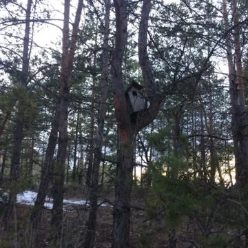 Magic Forest Foto stock