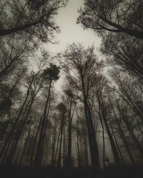 Magic forest Stock-Fotos