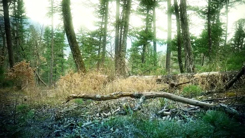 Magic Forest in Primorye cedar fall Stock Footage 70240147