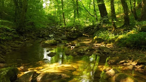 Magic forest reflection in the river Видео 130023358