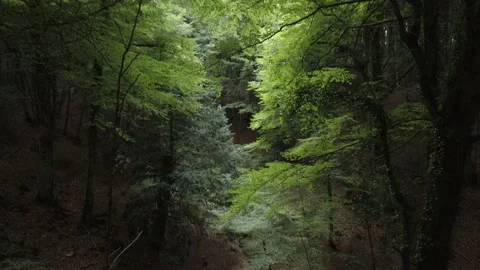 Magic forest shade of light among the leaves. Video stock 190132064