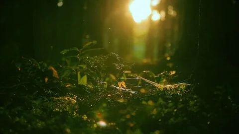 Magic forest, sun playing in the grass, insects swarming in the grass Stock Footage 80355449