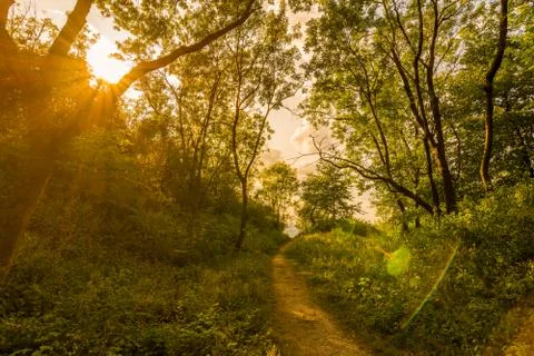 Magic forest with sun rays. Path in the forest, trees, grass and bushes. Magi Stock-Fotos