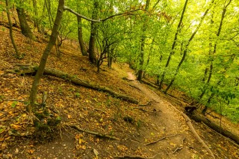 Magic forest with sun rays. Path in the forest, trees, grass and bushes. Magi Stock-Fotos
