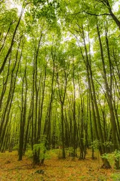Magic forest with sun rays. Path in the forest, trees, grass and bushes. Magi Stock Photos