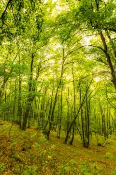 Magic forest with sun rays. Path in the forest, trees, grass and bushes. Magi Stock-Fotos