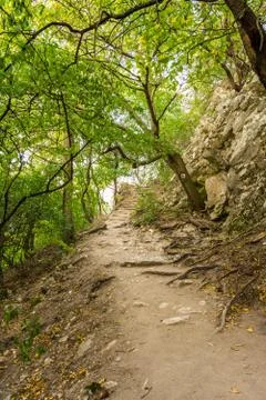 Magic forest with sun rays. Path in the forest, trees, grass and bushes. Magi Stock-Fotos