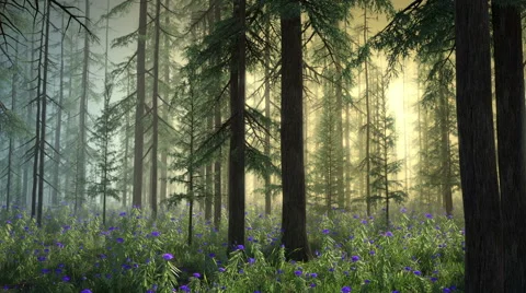 Magic Forest - Tinted Fog Version Stock Footage 46842086