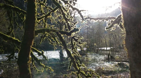 Magic Forest of Trees Covered With Moss in a Mountain Gorge Stock Footage 45267713