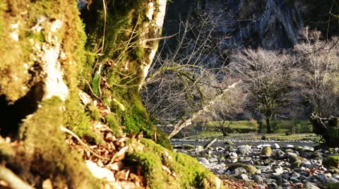 Magic Forest of Trees Covered With Moss in a Mountain Gorge Stock Footage 45268251