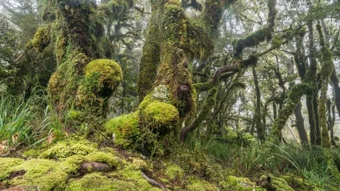 Magic forest trees in green nature in New Zeland wild wood landscape Time lapse Stock Footage 106934930