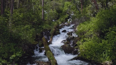 Magic forest waterfall, creek cascade at woods, water flows near fallen trunks Stock Footage 126364701