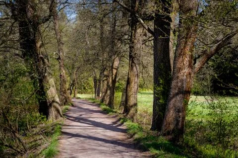 Magic forest way 写真素材