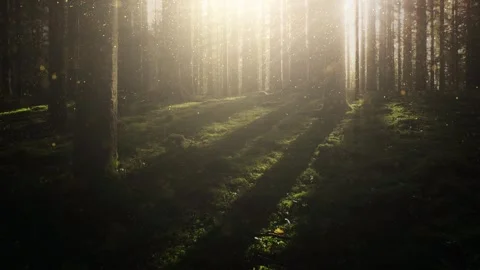 Magic golden glitter particles in dark mossy woods 库存影片 334084081