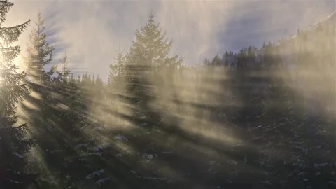 Magic Golden light of sunbeam sunrays in foggy forest winter nature Stock Footage 261605640