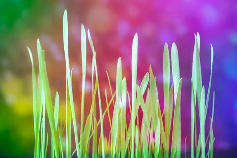 Magic grass. Green young grass on a magical background. sleepy grass dream. Stock Photos