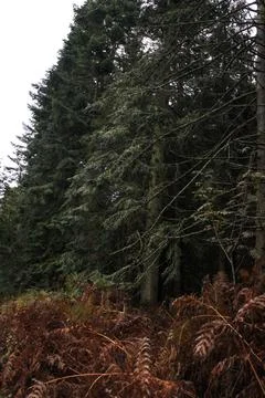 Magic green forest with conifer trees and fern yellow leaves Foto stock