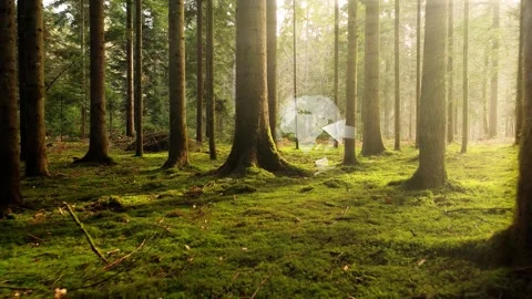 Magic green forest with ecology earth planet and recycle symbol Stock Footage 337661479